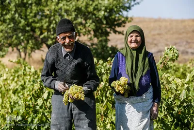 شهرستان تاکستان با وسعتی برابر ۲۴۳۰ کیلومتر مربع در غرب استان قزوین یکی از مراکز کشت انگور است. حرفه اصلی مردمان این منطقه باغداری و کشاورزی است و وجود باغ‌های بزرگ انگور، این شهر را به همین نام شهرت داده است٬ اواخر شهریور و مهرماه فصل برداشت این نعمت الهی است.