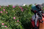 برداشت گل محمدی در ساوجبلاغ