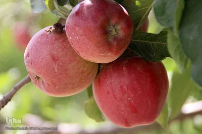 برداشت سیب از باغات میوه شهرستان اهر