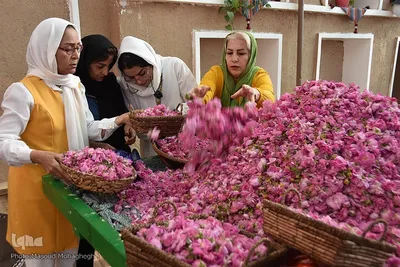 جشنواره گل محمدی در خانه تاریخی پورحسینی‌های شهر سمنان