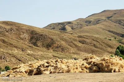 برداشت خوشه های طلایی - شهرستان اهر