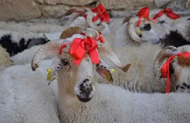 Qurban bayramının əməlləri