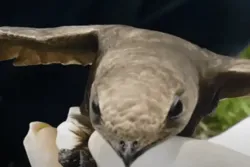 Un oiseau mentionné dans le Coran retrouvé en Algérie