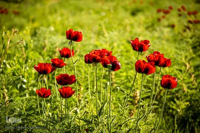 دشت شقایق‌های «رینه»