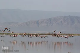 تالاب بین‌المللی کمجان فارس