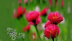 ইমাম বাকের (আ.)এর দৃষ্টিতে ইমাম মাহদীর সাহায্যকারীদের বৈশিষ্ট্য