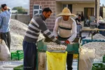 صادرات سیر؛ محصول پرخاصیت و معروف همدان
