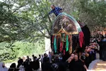 آیین سنتی «نخل‌گردانی» در روستای ابیانه نطنز
