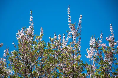 شکوفه‌های زردآلو در روستای منصوریه بهبهان