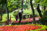 Tulipas sob a Chuva de Primavera