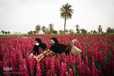 برداشت گل در حمیدیه
