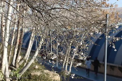 شکوفه‌های زودهنگام شهر راز