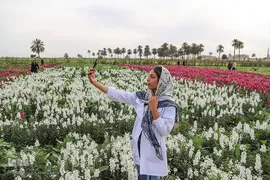 برداشت گل شب‌بو در حمیدیه