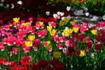 جشنواره لاله‎های آسارا‎