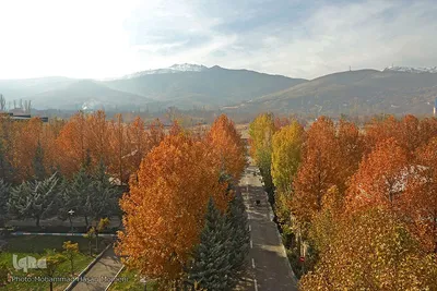 برگریزان پاییزی در همدان