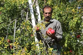 برداشت انارِ «قصردشت» شیراز‎