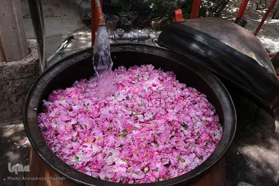 برداشت گل محمدی و گلاب گیری در میمند فارس‎‎