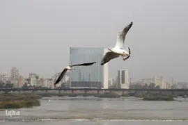 پرندگان مهاجر، مهمان اهوازی‌ها