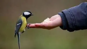 ইসলাম ও হাদিসের আলোকে পশু-পাখির অধিকার