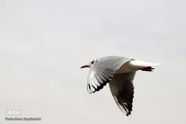 پرندگان مهاجر، مهمان اهوازی‌ها