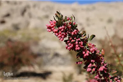 برداشت زرشک در خراسان‌جنوبی