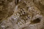 مراغه بهشت پستانداران ماقبل تاریخ‎‎