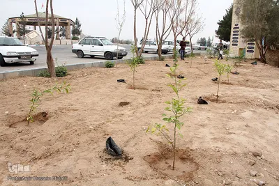 مراسم بزرگداشت روز شهدا در استان یزد‎‎