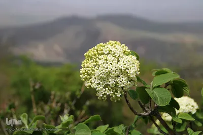 طبیعت بهاری شهرستان اهر در یک نگاه
