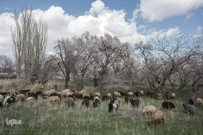 شکوفه‌های بهاری در باغستان سنتی قزوین
