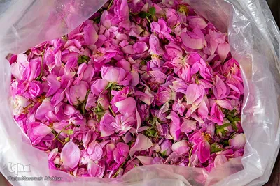 برداشت گل محمدی - البرز‎‎