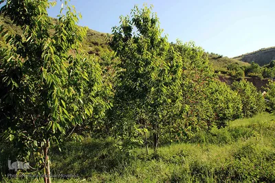 فصل برداشت گیلاس خوش طعم روستای افیل شهرستان اهر