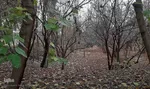 طبیعت پاییزی یزد در قاب تصویر