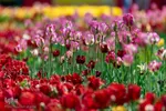 جشنواره لاله‎های آسارا‎