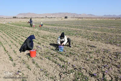 دسترنج طلایی کشاورزان - بیرجند
