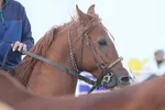 جشنواره زیبایی اسب اصیل ایرانی در استان فارس