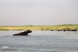 تالاب شادگان