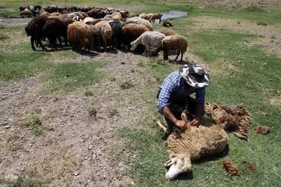 جلوه ای زیبا از زندگی عشایری و روستایی منطقه ارسباران و شهرستان اهر