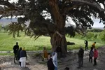 آیین سنتی «شیردوشان» – دیباج دامغان