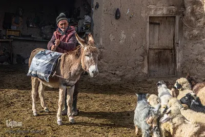 واکسیناسیون ۲۰ هزار دام سبک
