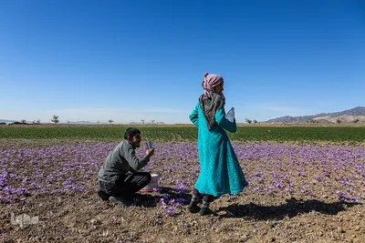 برداشت زعفران در تربت حیدریه