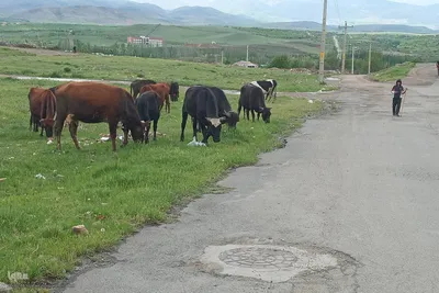طبیعت بهاری رودخانه اهرچای در شهرستان اهر