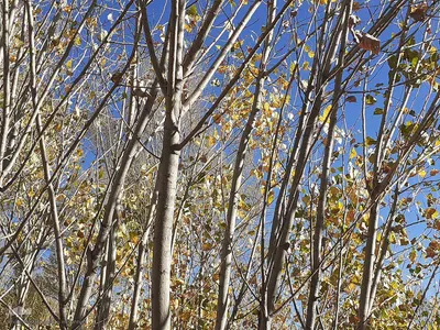 رنگ آمیزی طبیعت در مناطق روستایی شهرستان اهری