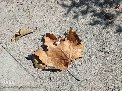 خودنمایی فصل خزان در اولین روزهای فصل پاییز