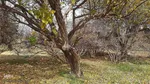 طبیعت پاییزی یزد در قاب تصویر