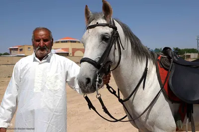 بازسازی واقعه غدیر خم در اهر