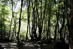 ریشه در خاک، سمبل مقاومت و ایستادگی