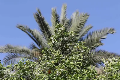 بهار نارنج شیراز