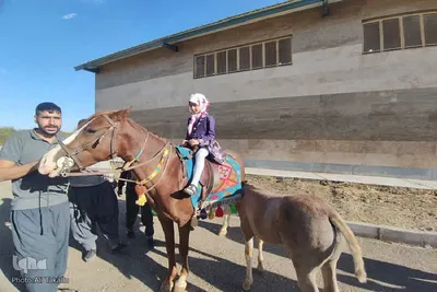 دومین جشنواره گردو و بادام علی آباد دمق شهرستان ملایر‎