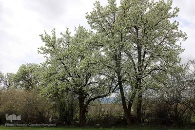 شکوفه های پیرترین درختان اهر