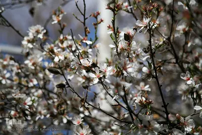 شکوفه‌های بهاری